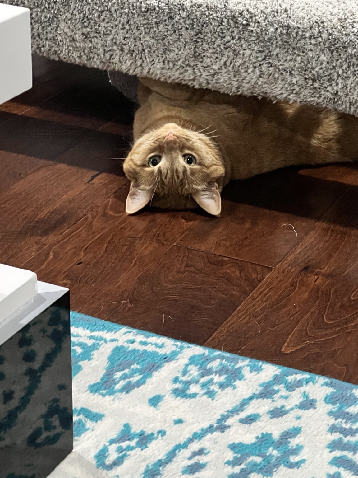 Butters upside down
